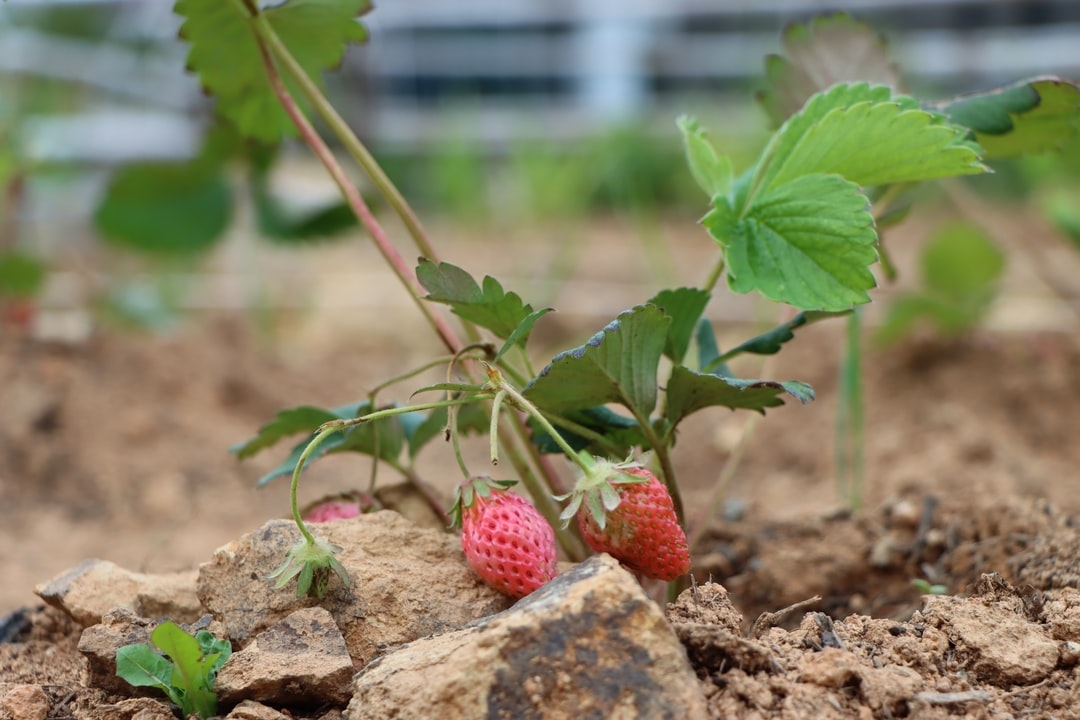 Quand mettre en terre les plants de fraisiers ?