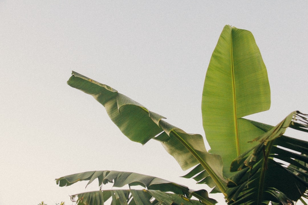 Quels sont les arbres en Afrique ?