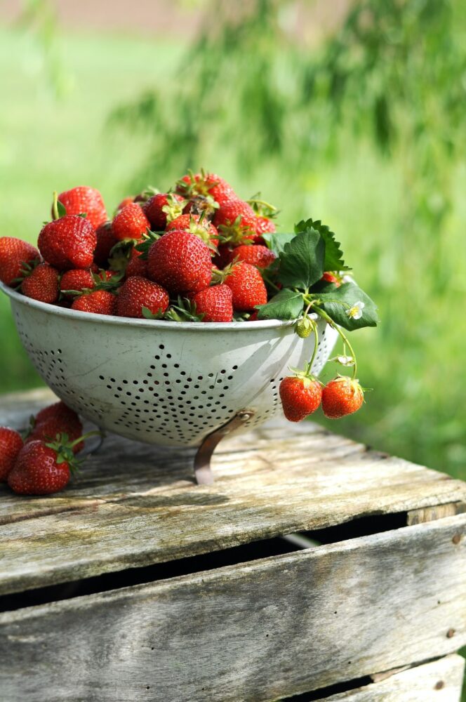Quels sont les fraises de quatre saisons ?