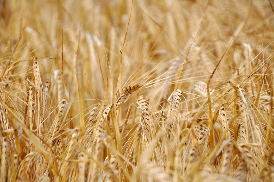 Quels sont les impacts de l'agriculture sur l'écosystème ?
