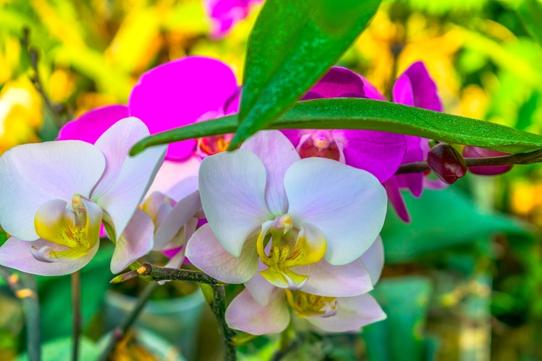 Qu'est-ce qu'un système d'irrigation de surface ?