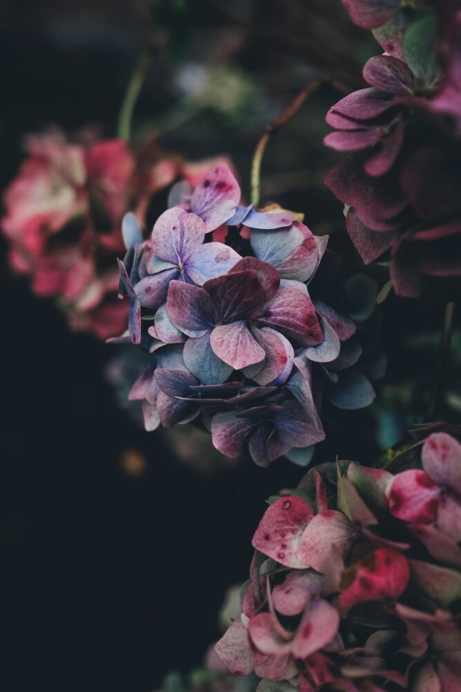Qui pollinise les fleurs des bananiers ?