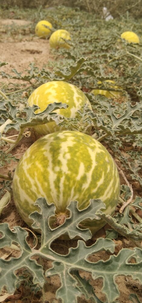Comment arroser les plants de melons ?