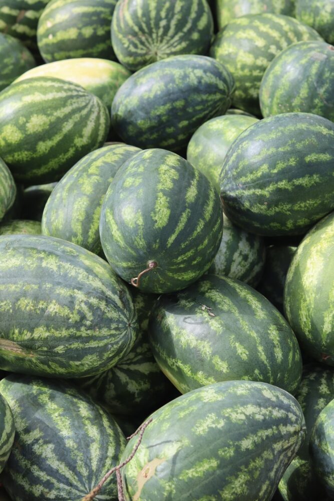 Comment s'occuper d'un plant de melon ?