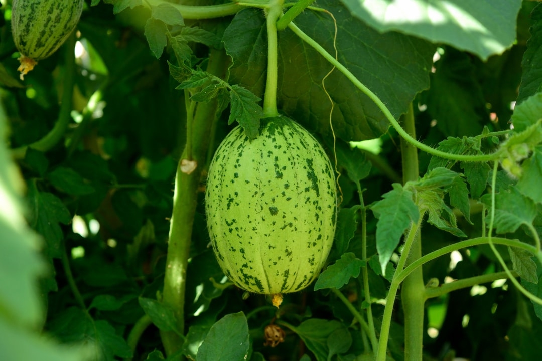 Pourquoi mes melons ne font pas de fruits ?