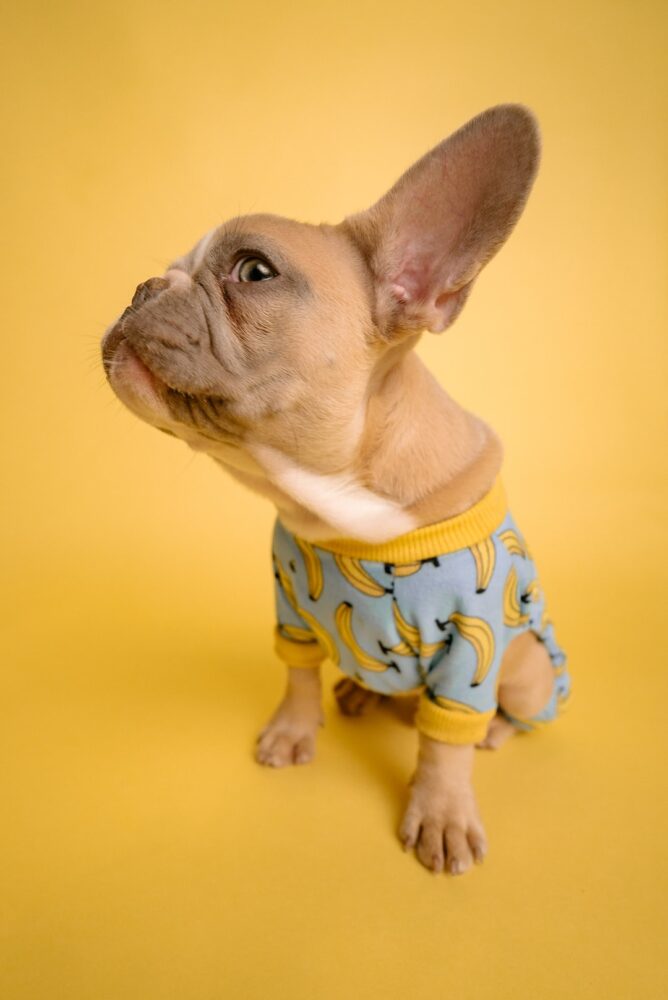 Quels fruits donner aux chiens ?